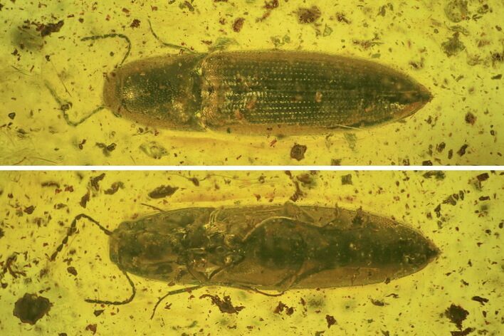 Detailed Fossil Beetle (Coleoptera) in Baltic Amber #234498
